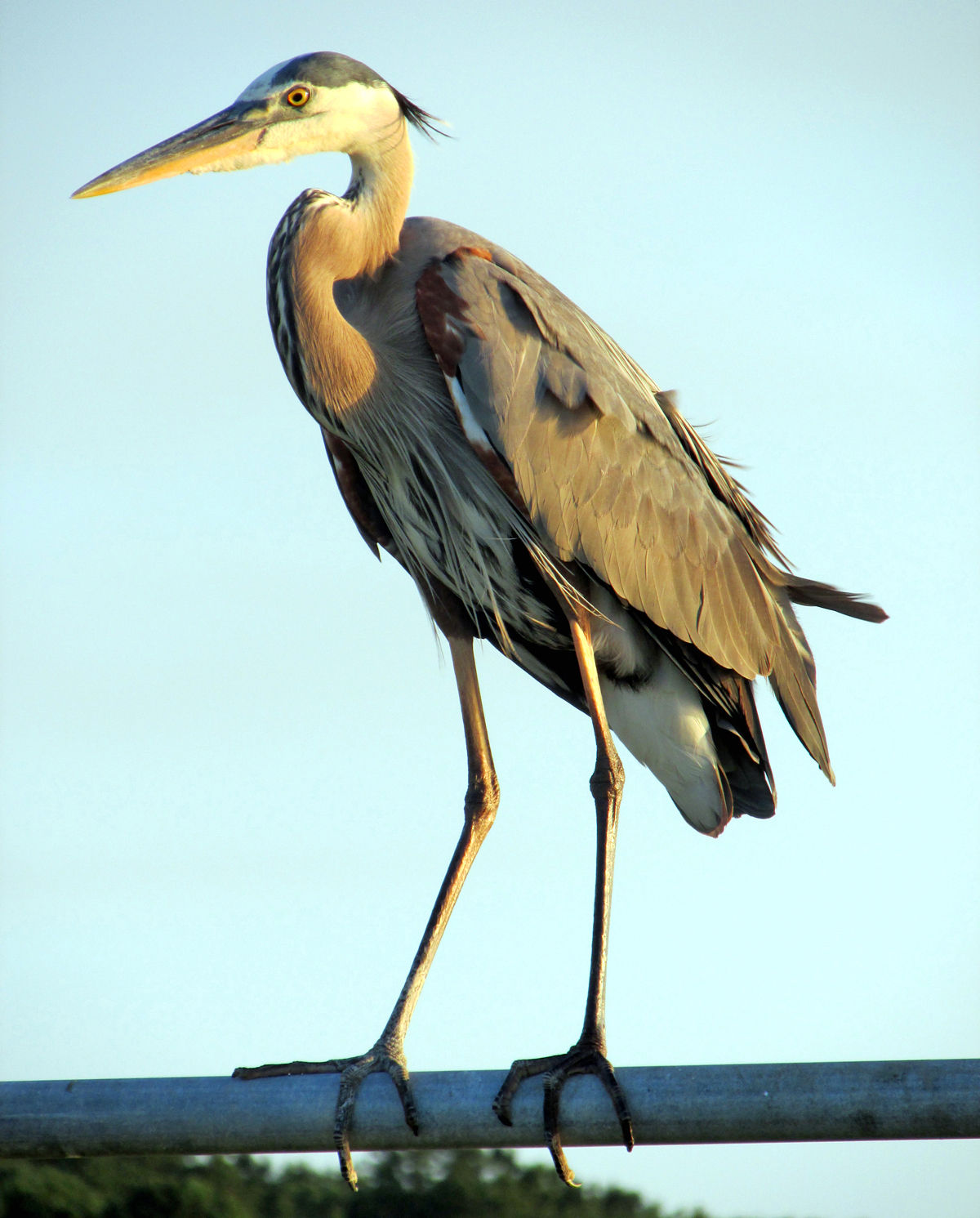 Heron